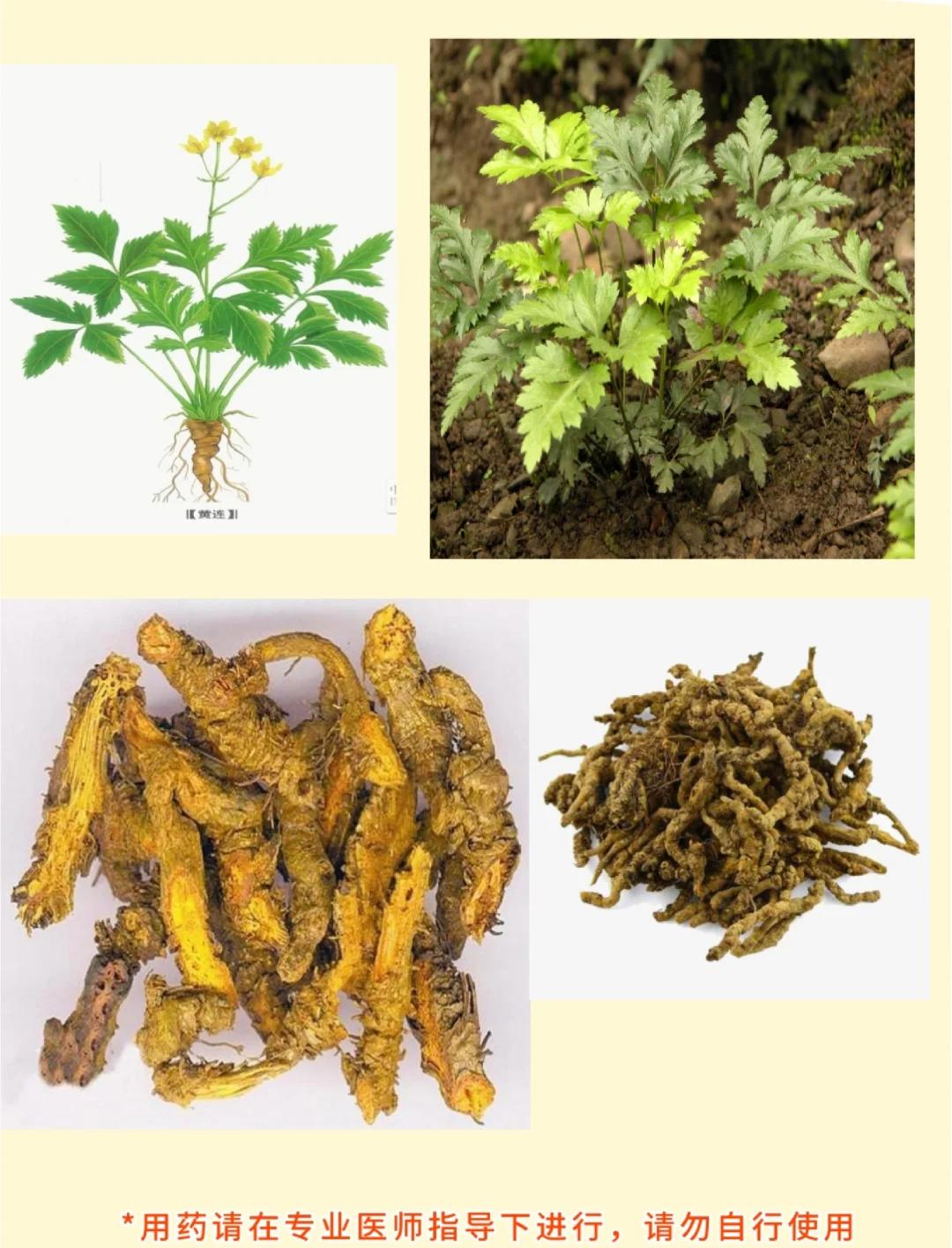 喝黄连泡水的好处