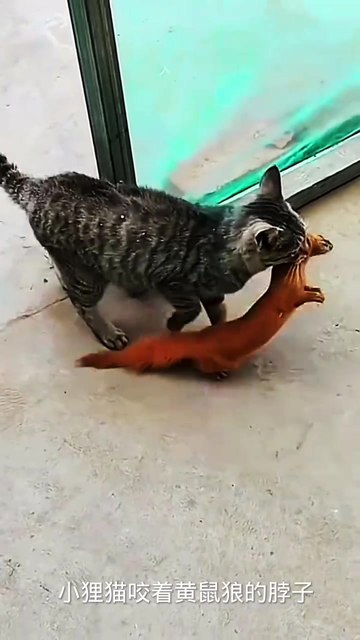 同体型黄鼠狼和猫哪个厉害