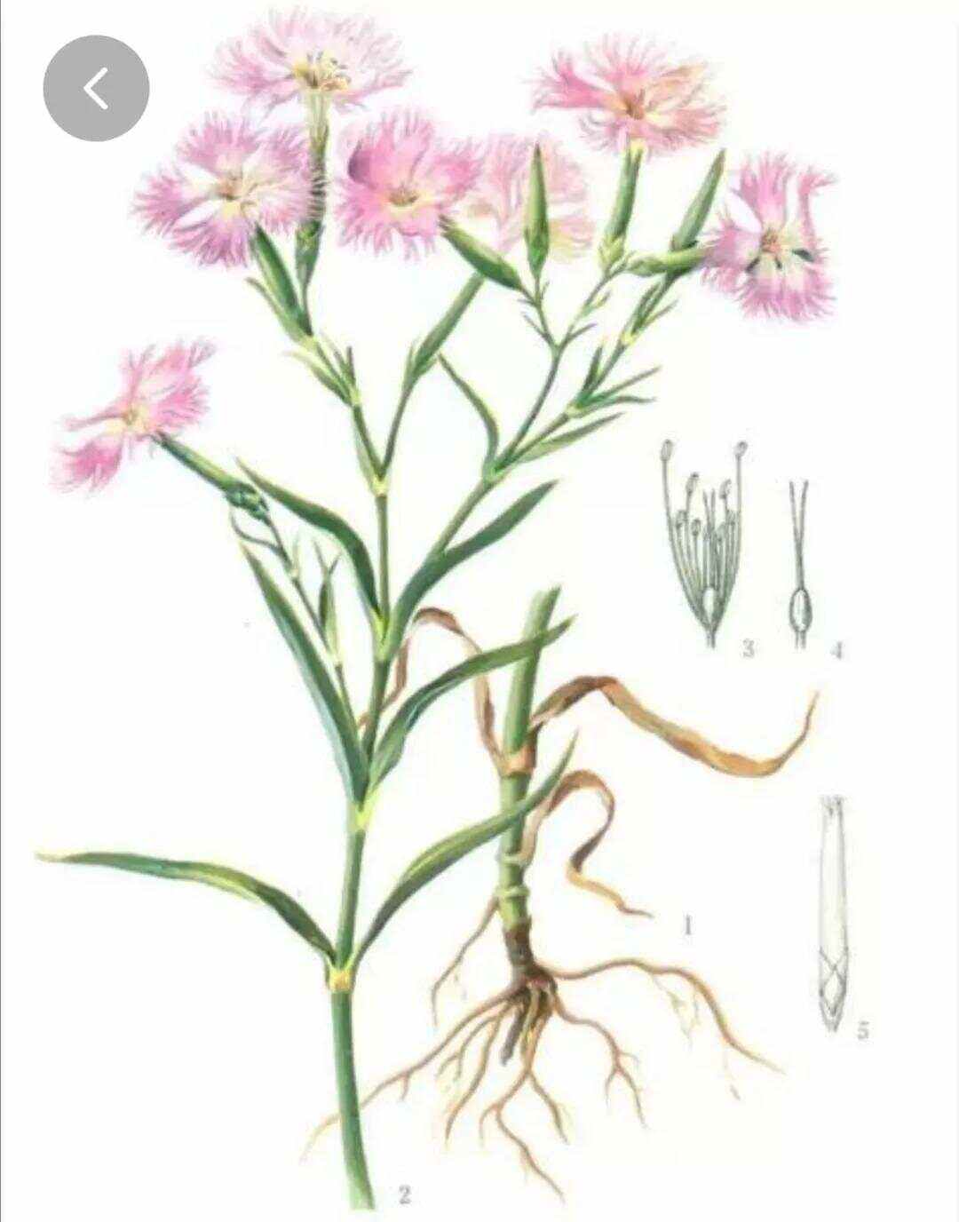 瞿麦的功效与作用和主治