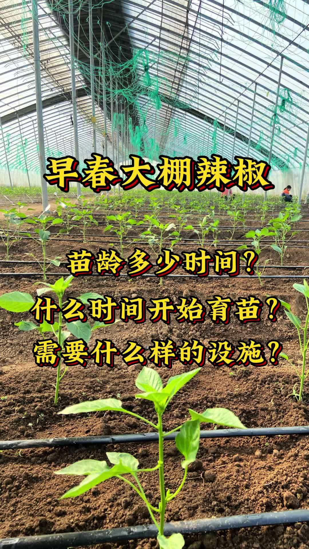 辣椒育苗方法和时间 浙江