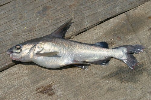 鲇这个字怎么读拼音