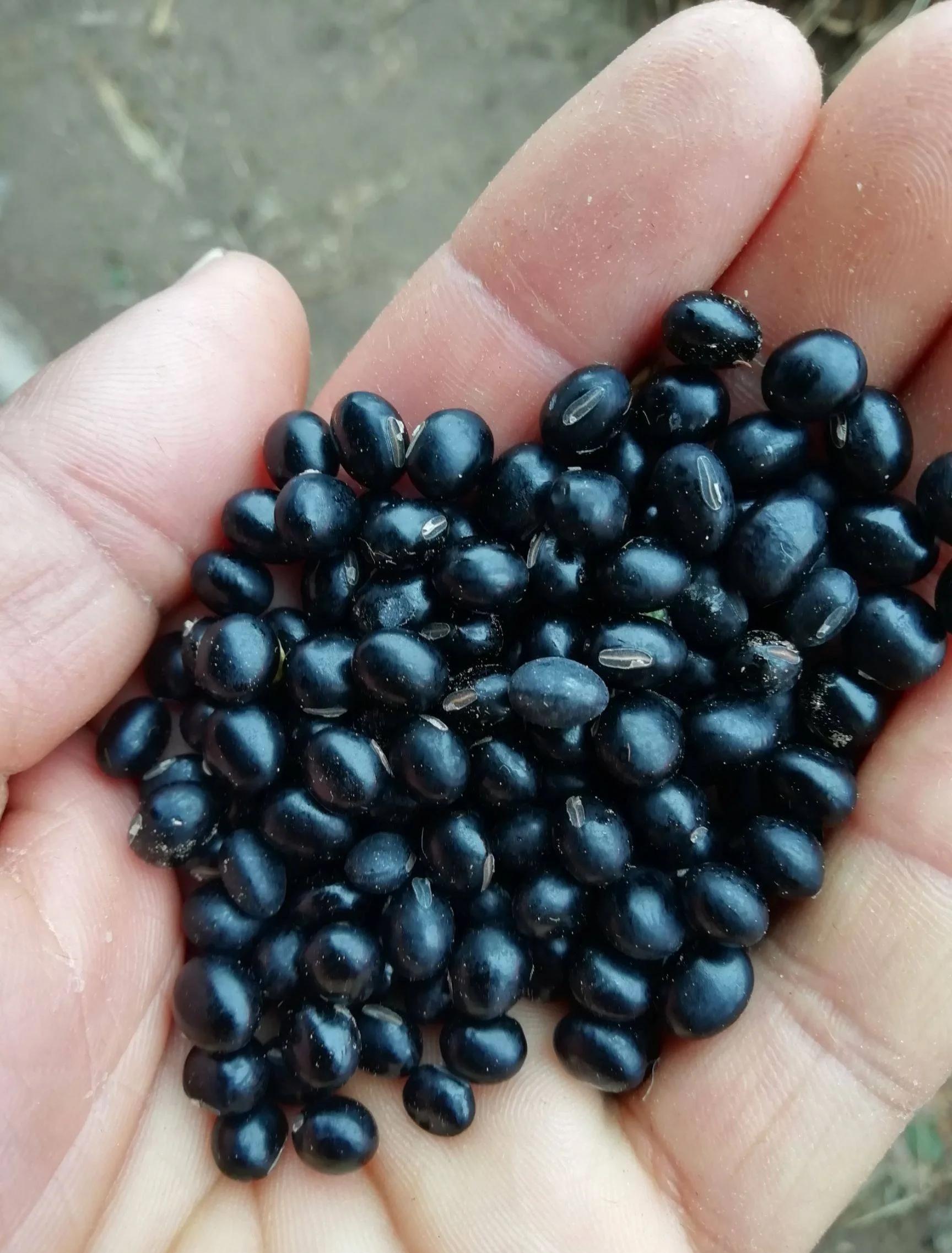 小黑豆的功效和作用