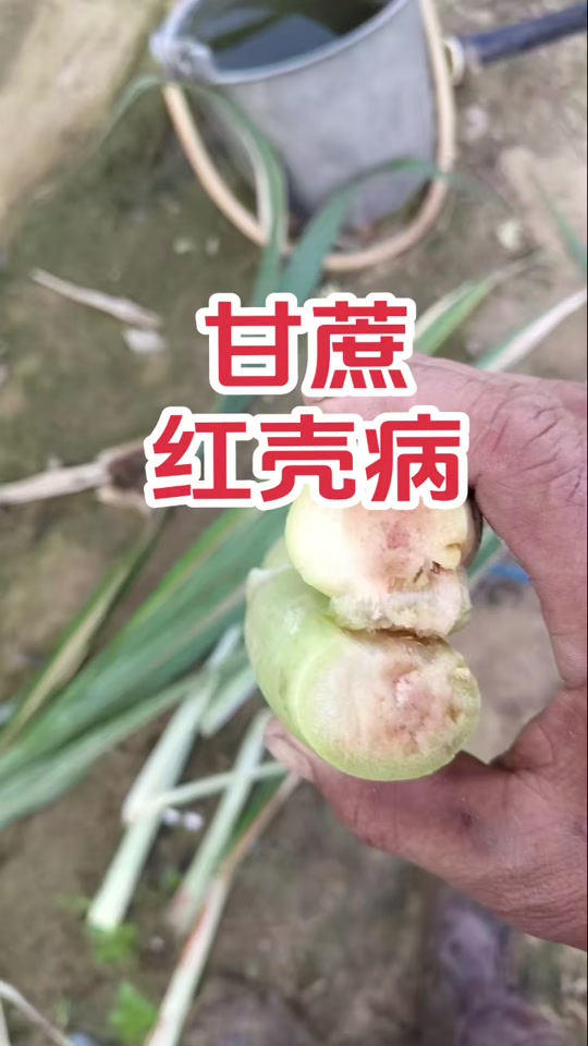 孕妇可以吃甘蔗吗