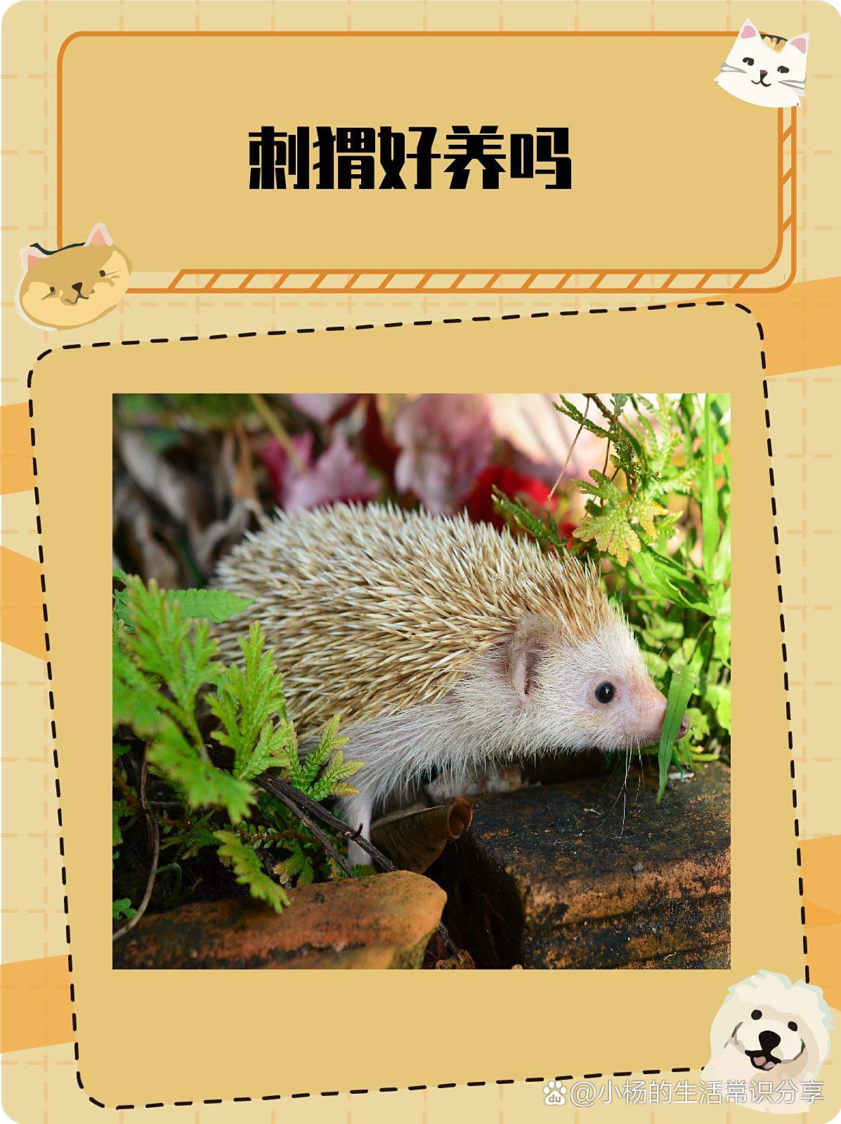 吃刺猬会不吉利吗