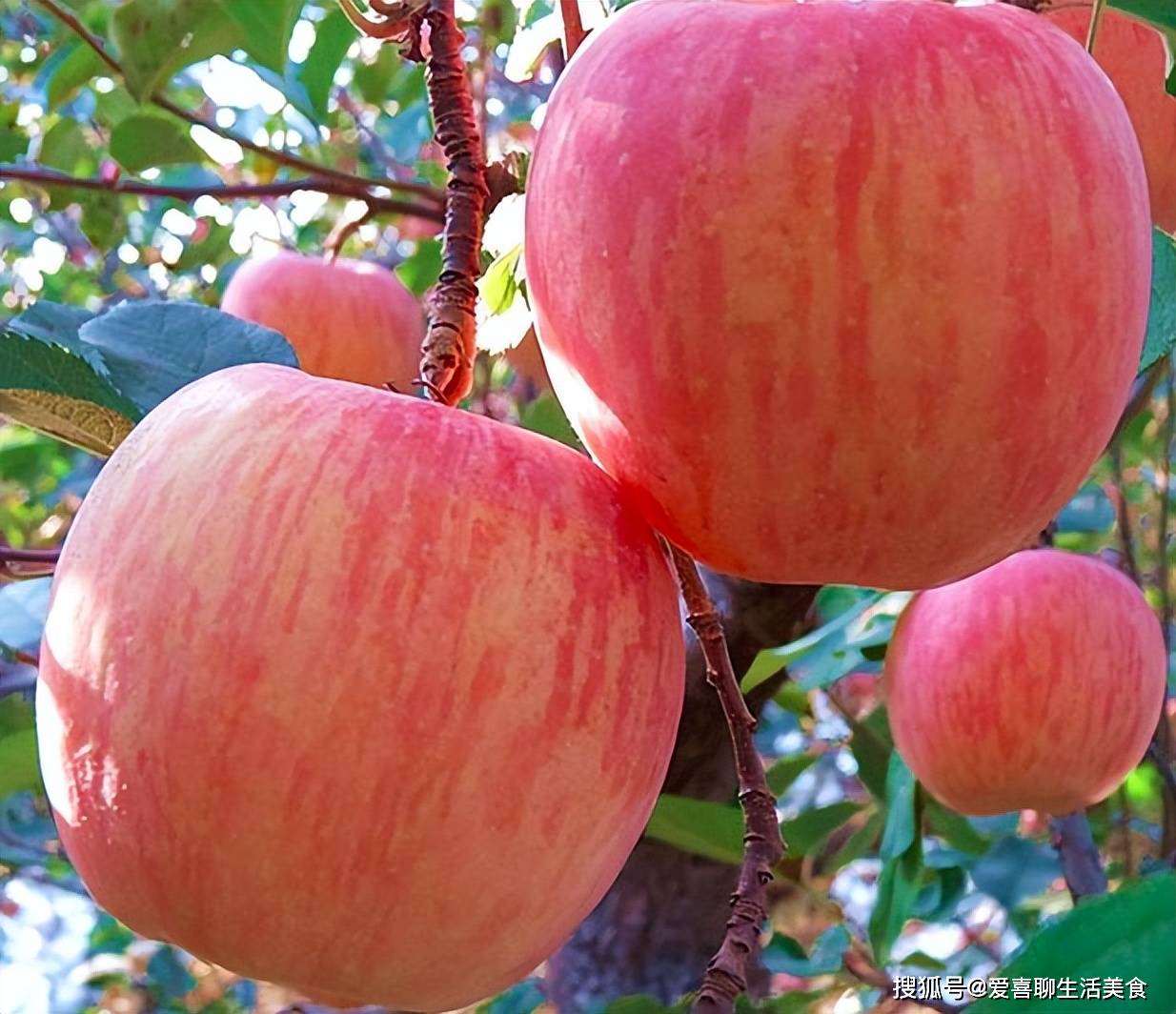 秋天吃的水果推荐一下
