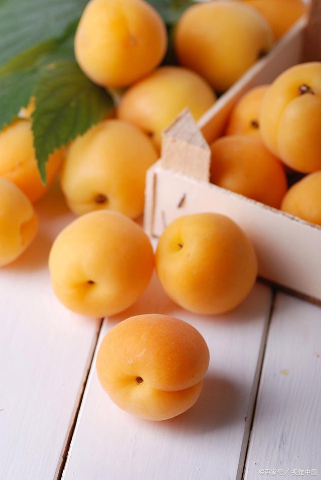 金西梅是什么水果梅树枝