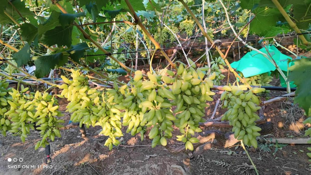 葡萄膨大剂使用过多会怎样