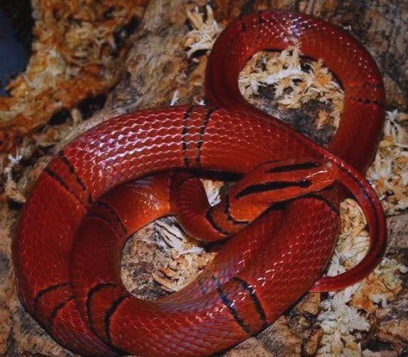 红蛇是什么蛇,看到他好不好