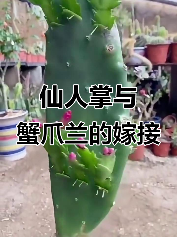 仙人球如何嫁接蟹爪兰最佳时间