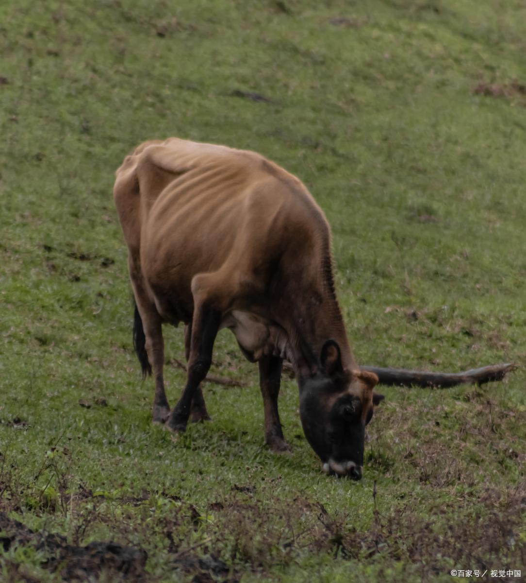 小牛的尾巴像辫子似的