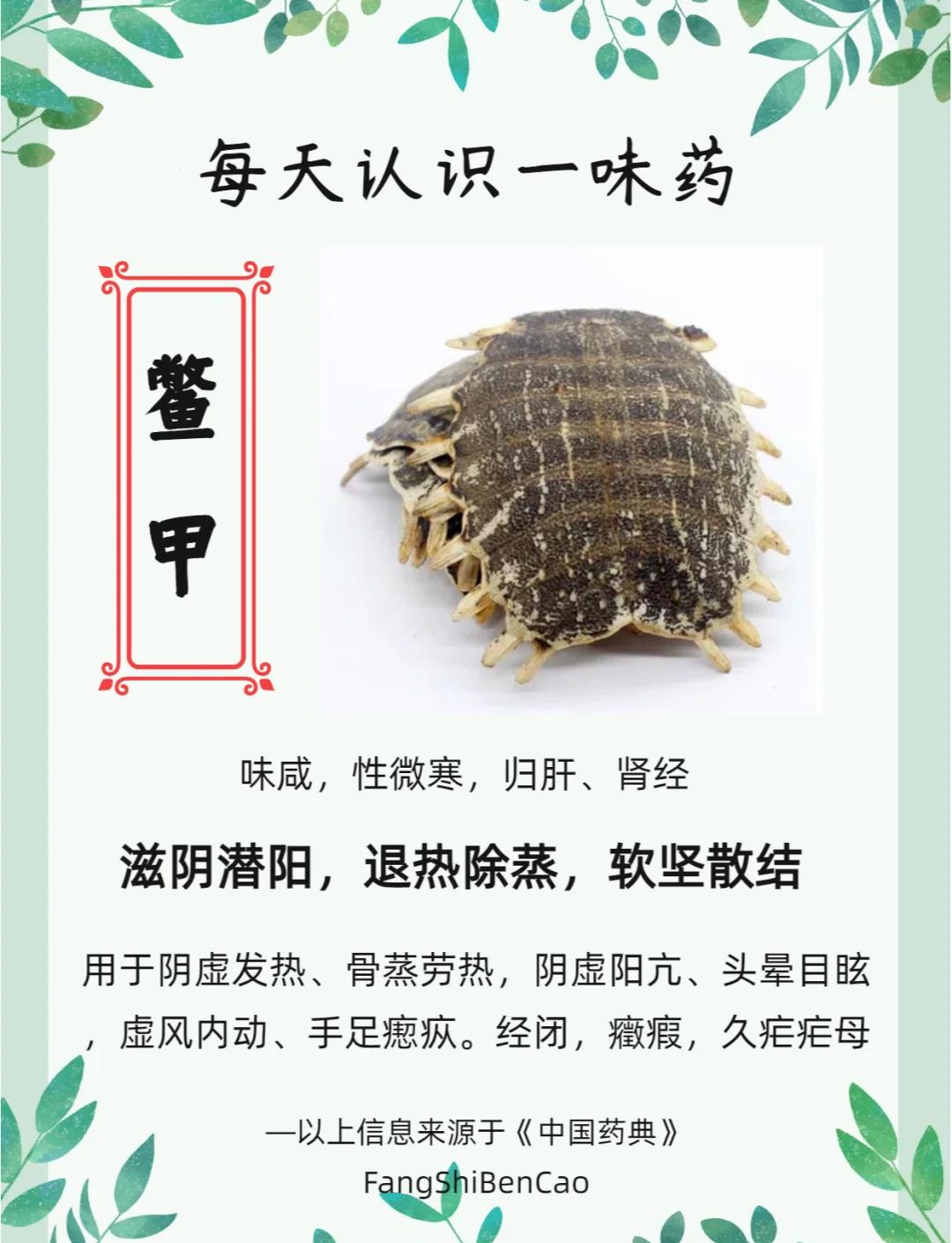 玳瑁的药用功效