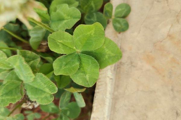 五叶草有什么寓意