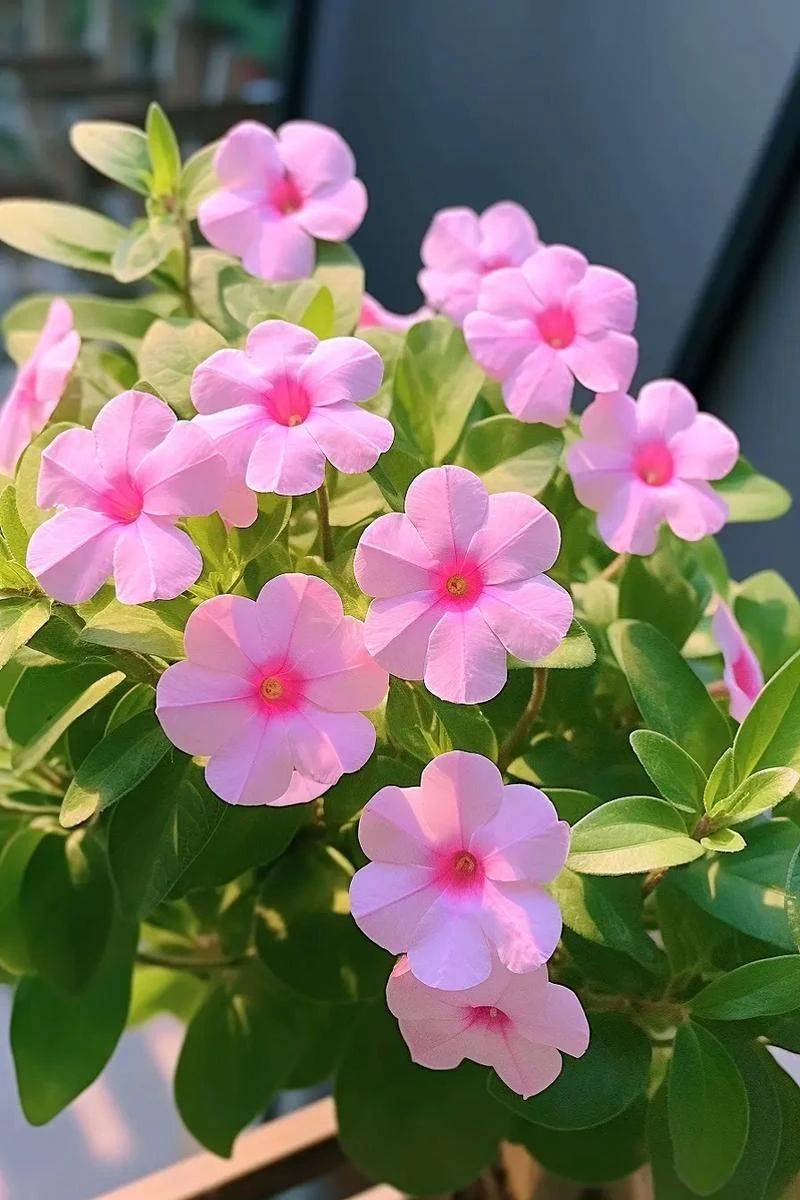 长春市市花为什么是君子兰