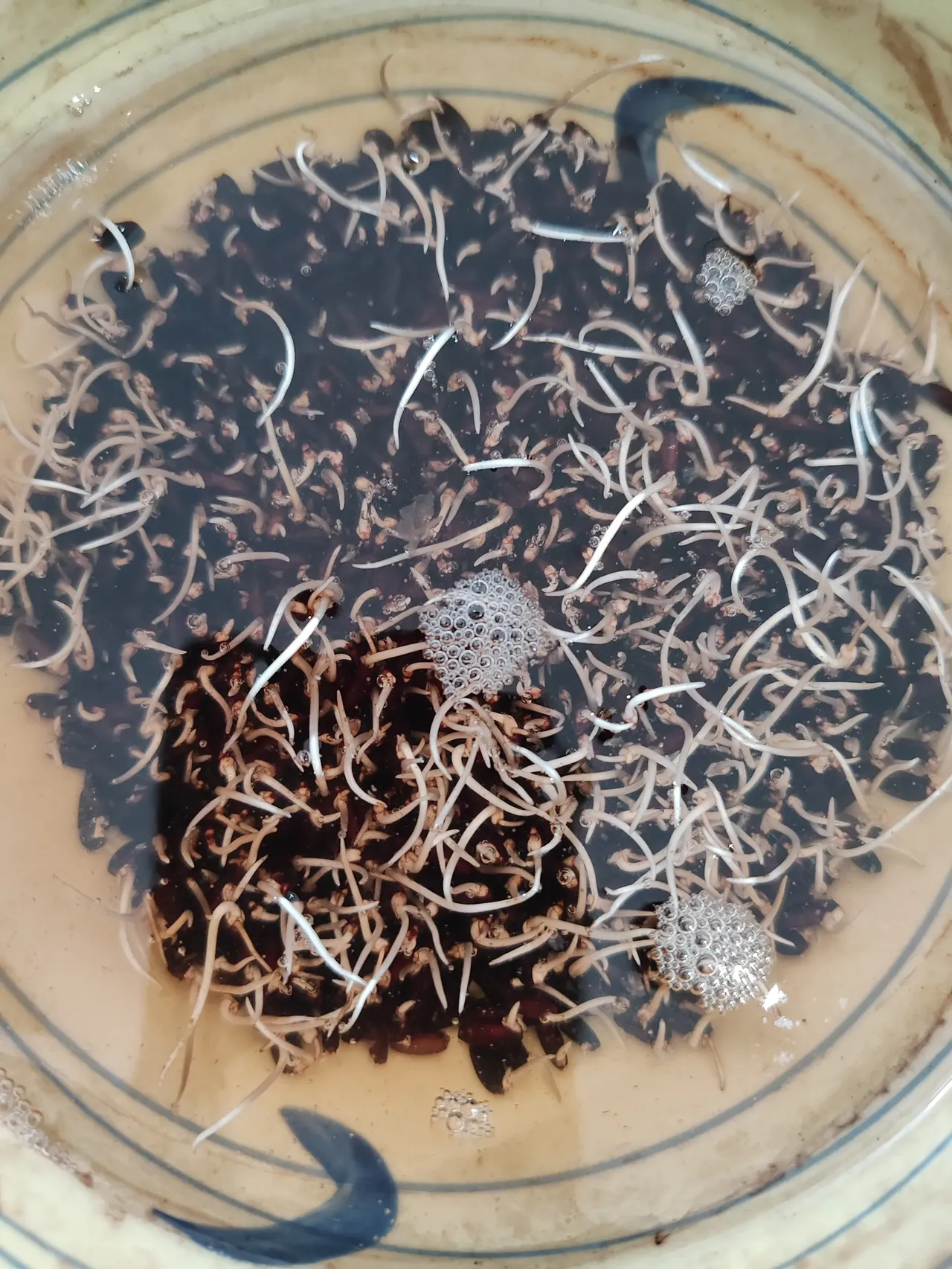 黑米怎么煮会烂