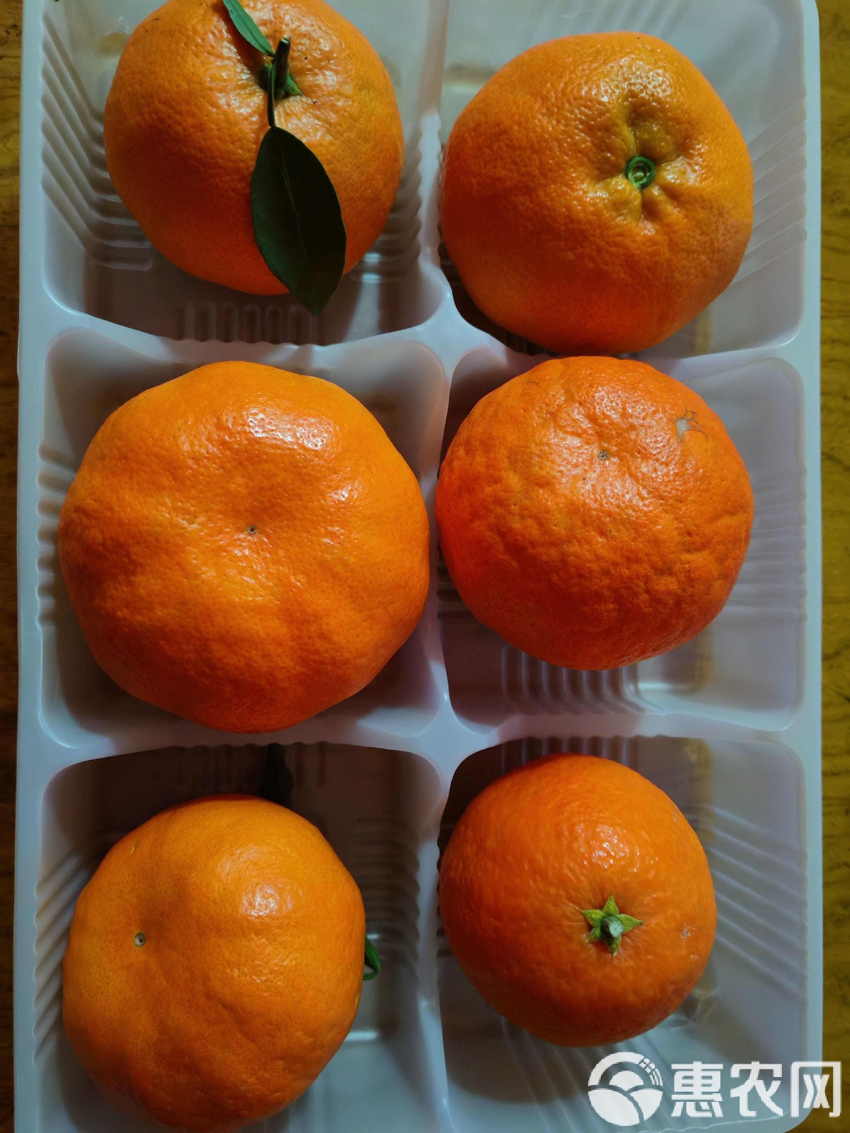 明日见柑桔品种简介见