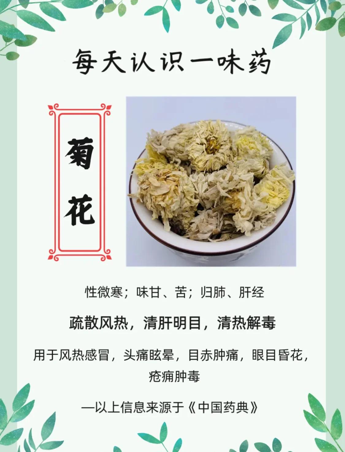 白菊花的含义和代表什么意思