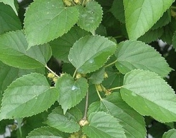 东莨菪碱怎么念