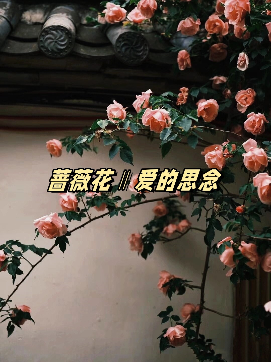 蔷薇花的花语文案