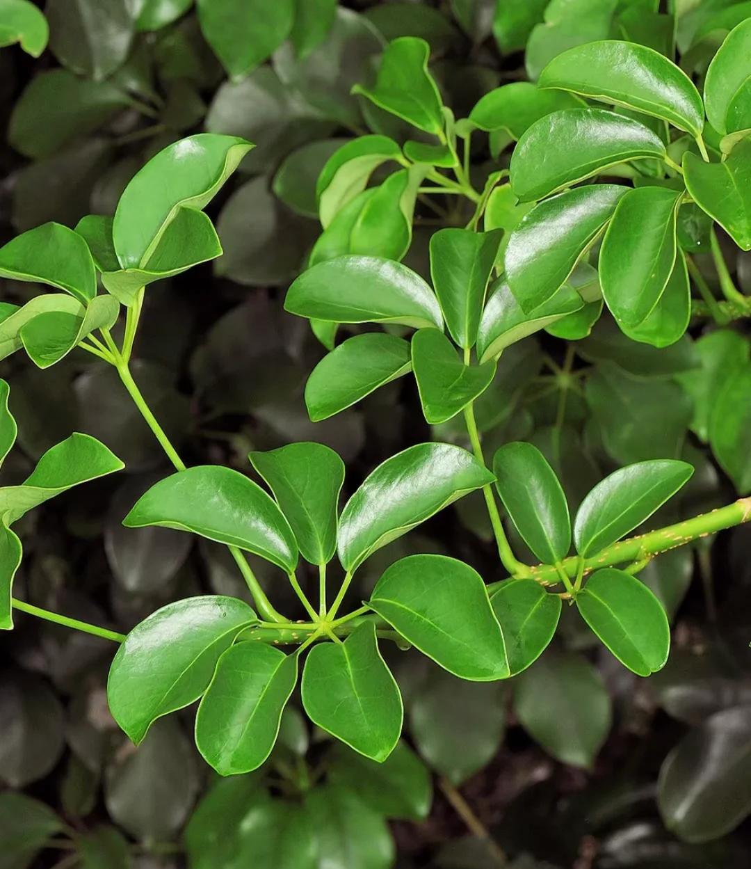 摇钱树是什么意思