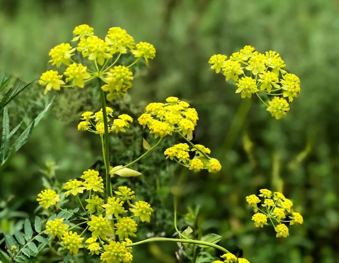 草药柴胡长什么样