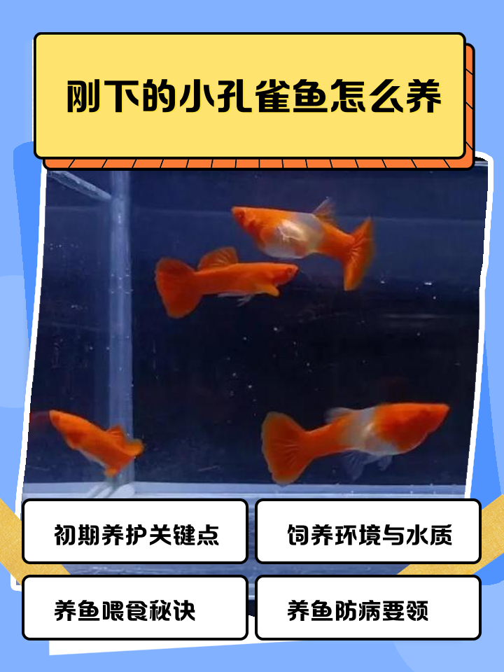 刚生的孔雀鱼注意什么