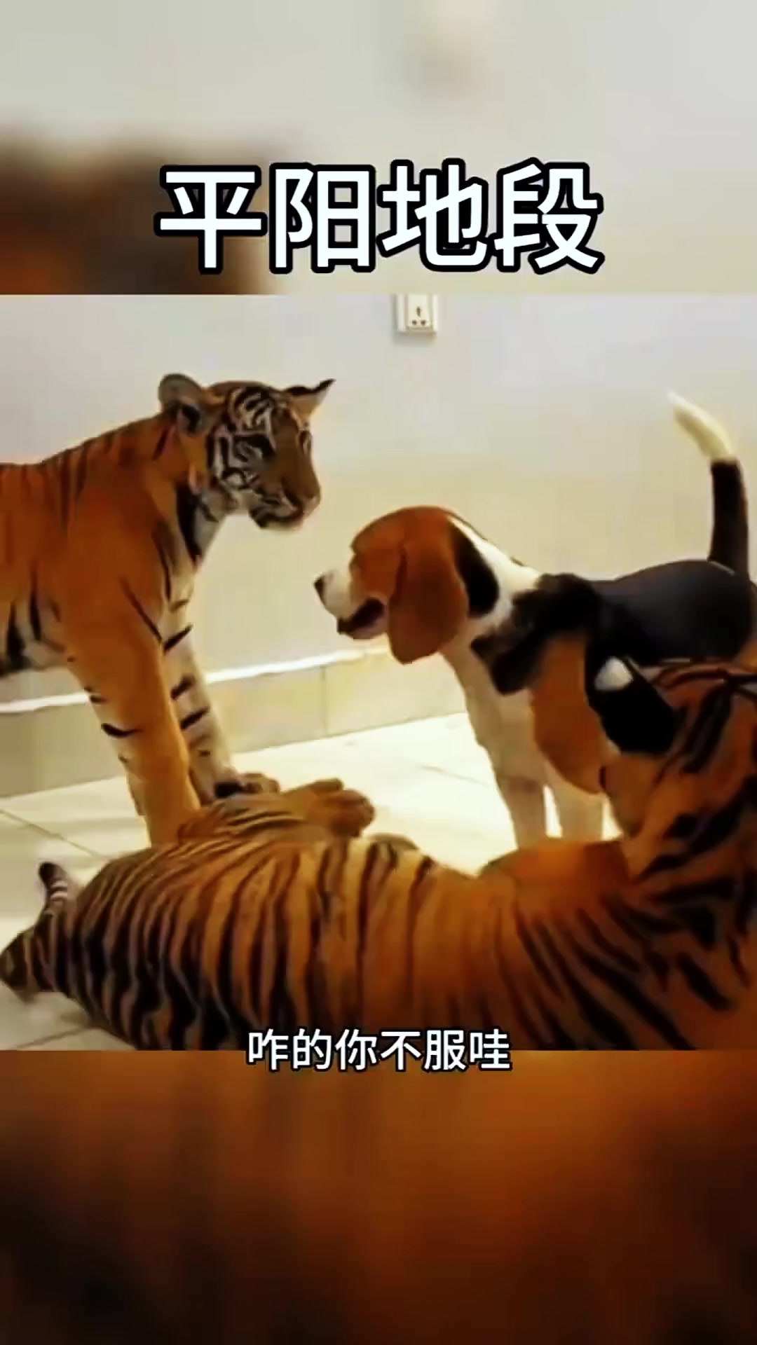 虎落平阳被犬欺上一句怎么说