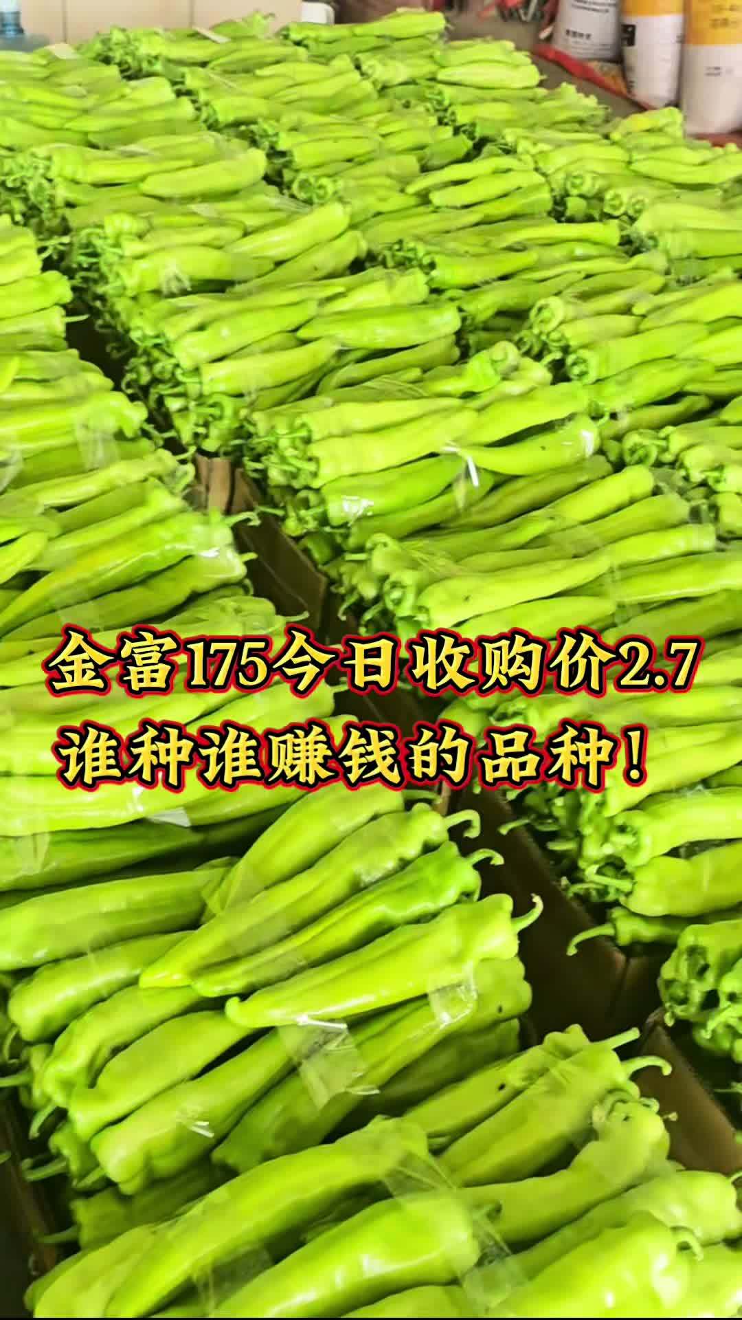 辣椒多少钱一斤现在