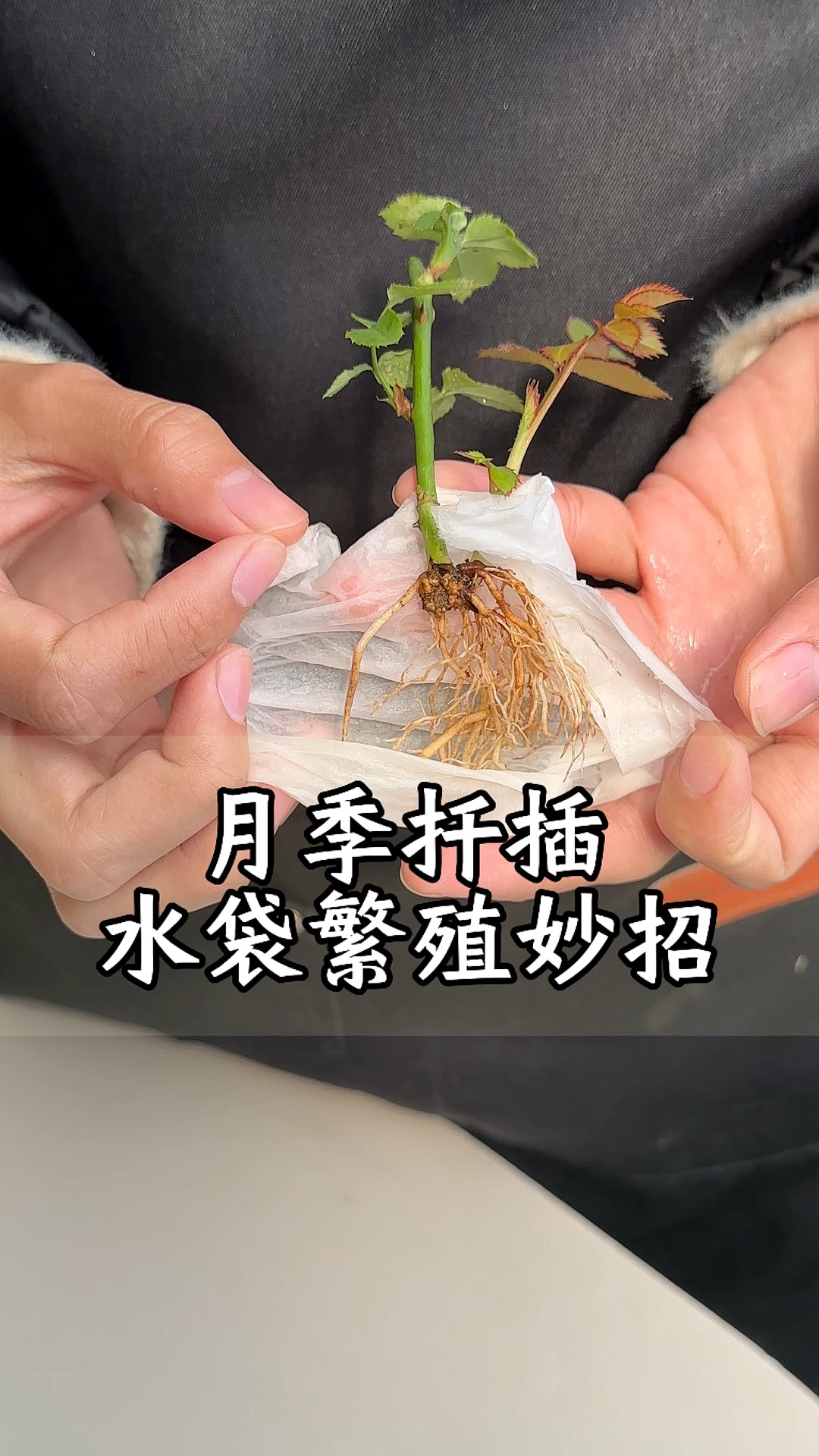 月季花扦插视频教程