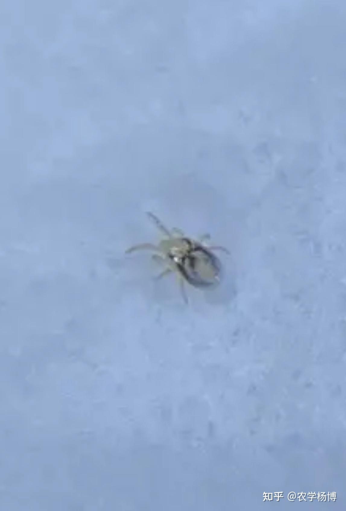 常见的小虫子咬一下应该没事