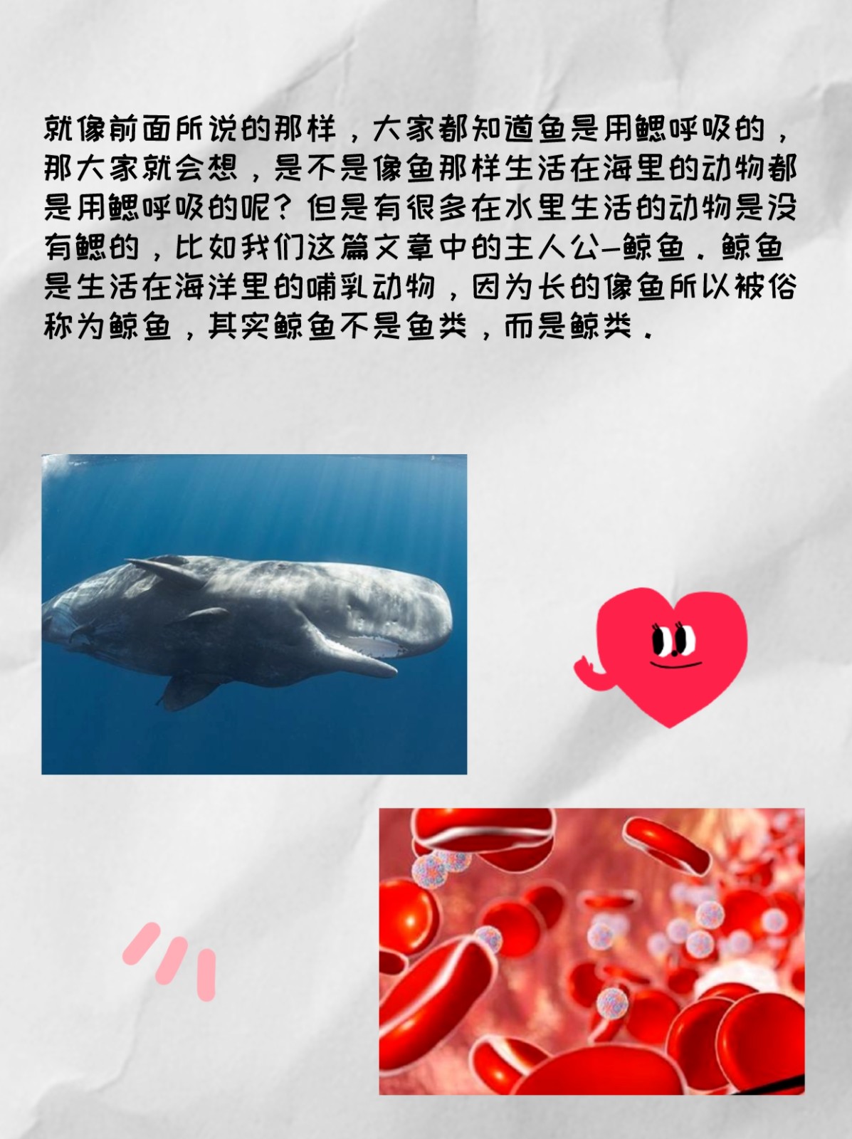 鲸鱼是怎么呼吸的,有水柱