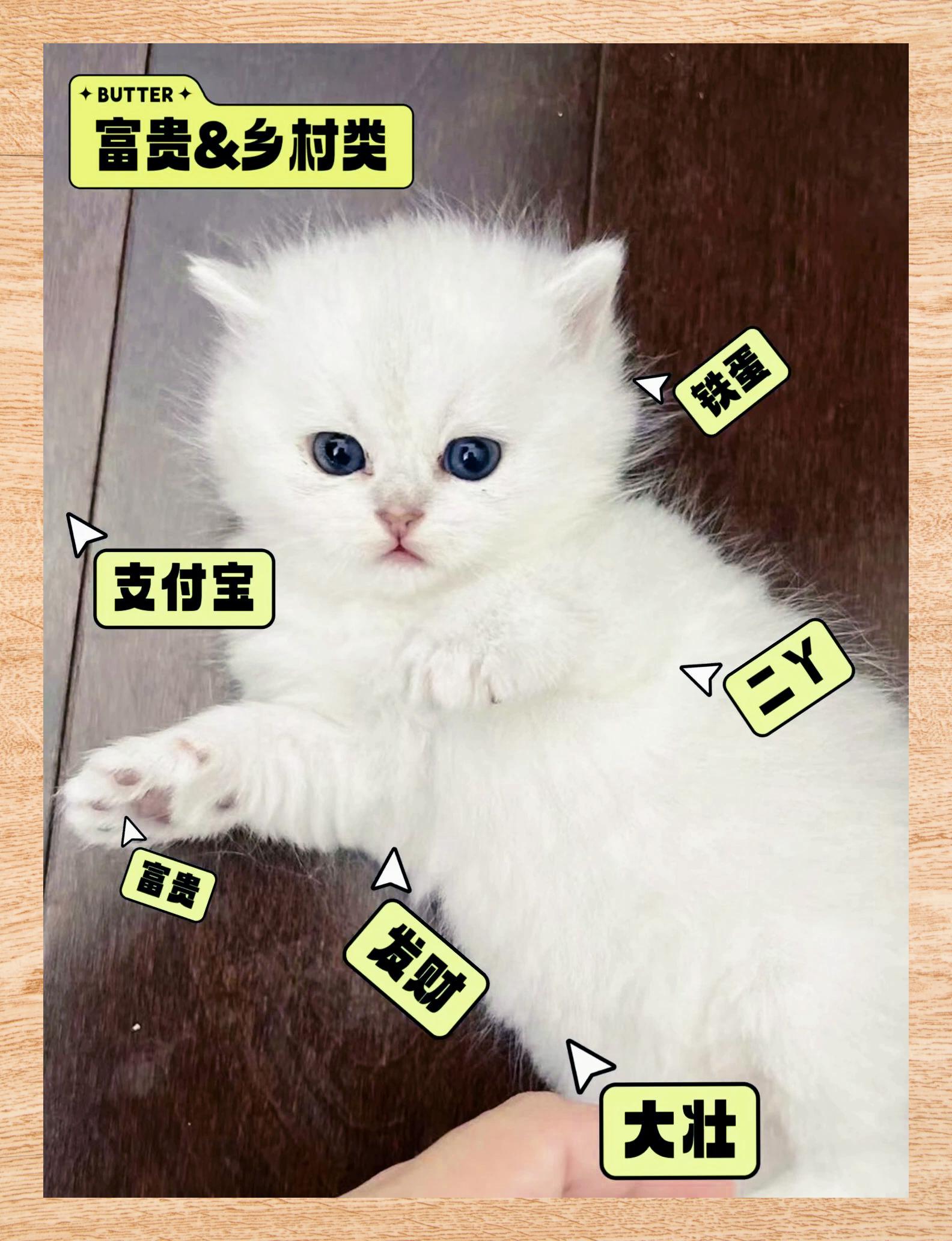 带猫字的个性网名女