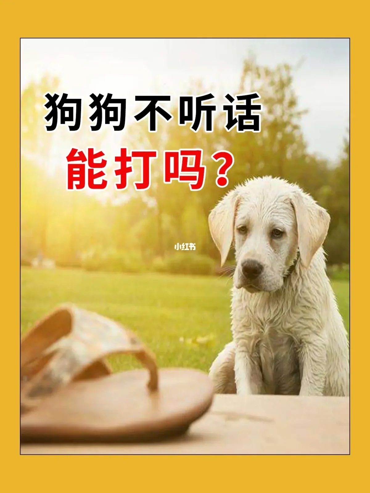 狗不听话怎么办