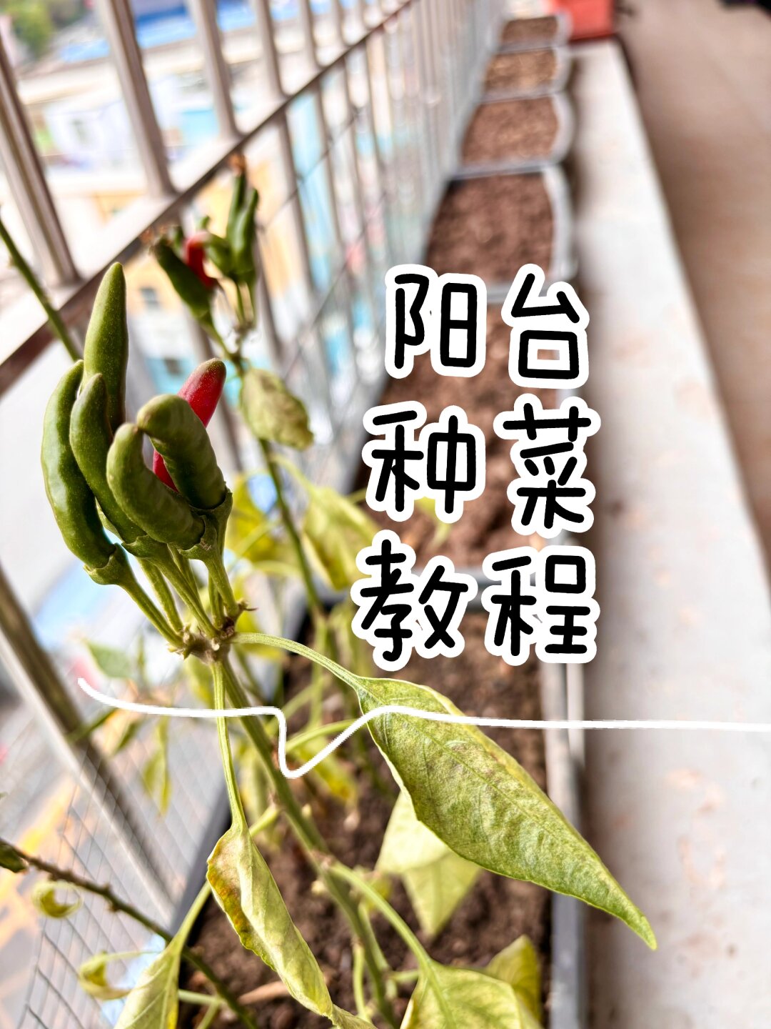 家里种菜的方法