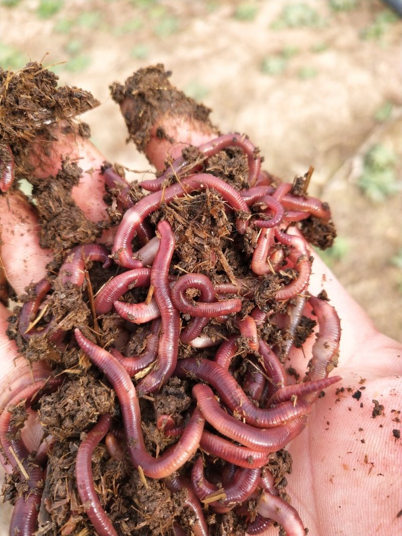 蚯蚓有眼睛吗它靠什么辨别方向