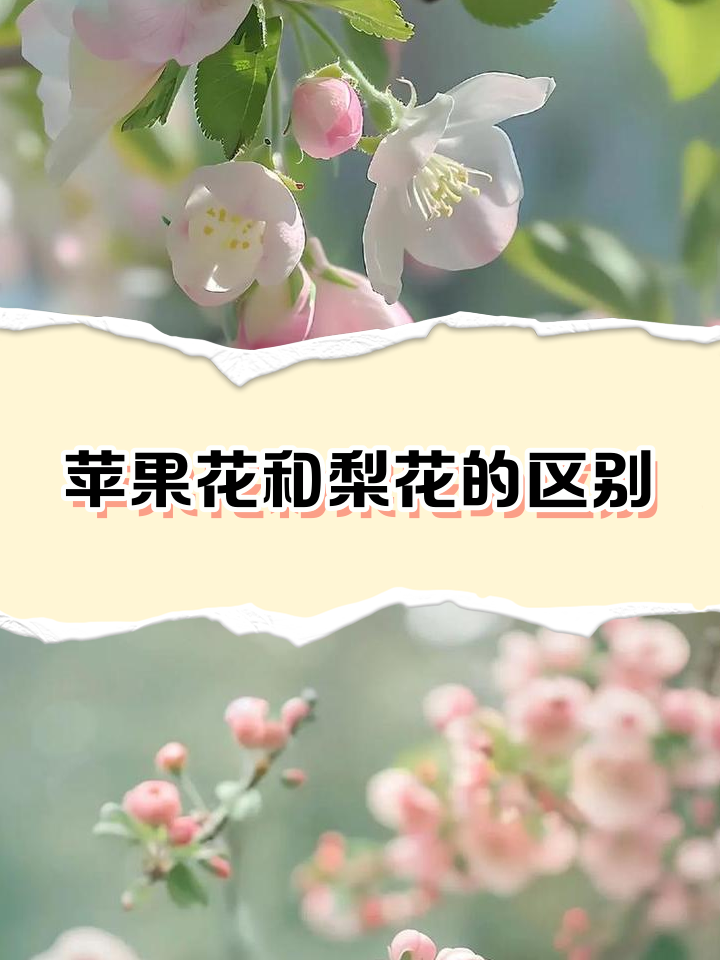 梨花几月份开花 季节