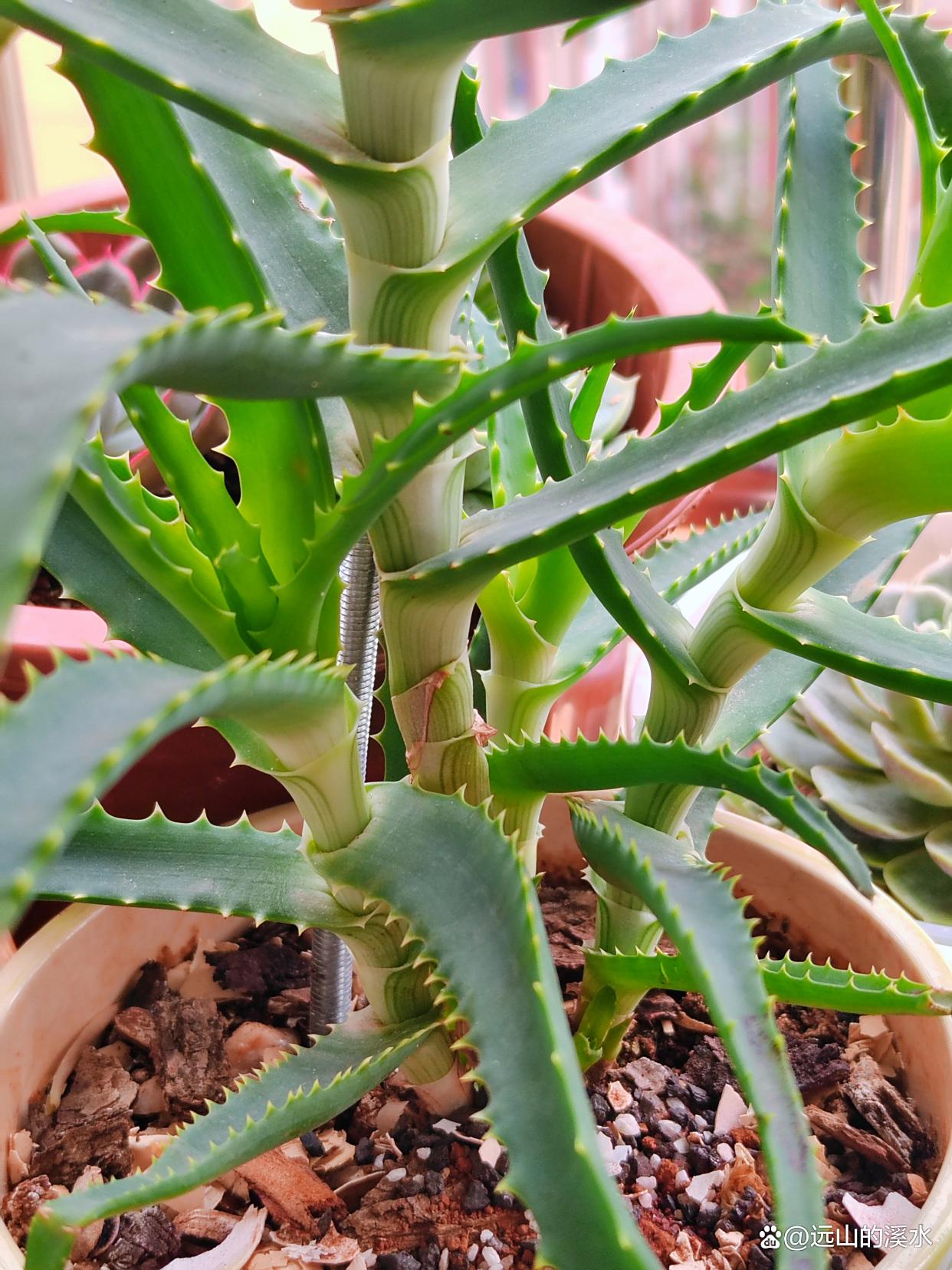 芦荟大概多久浇一次水啊