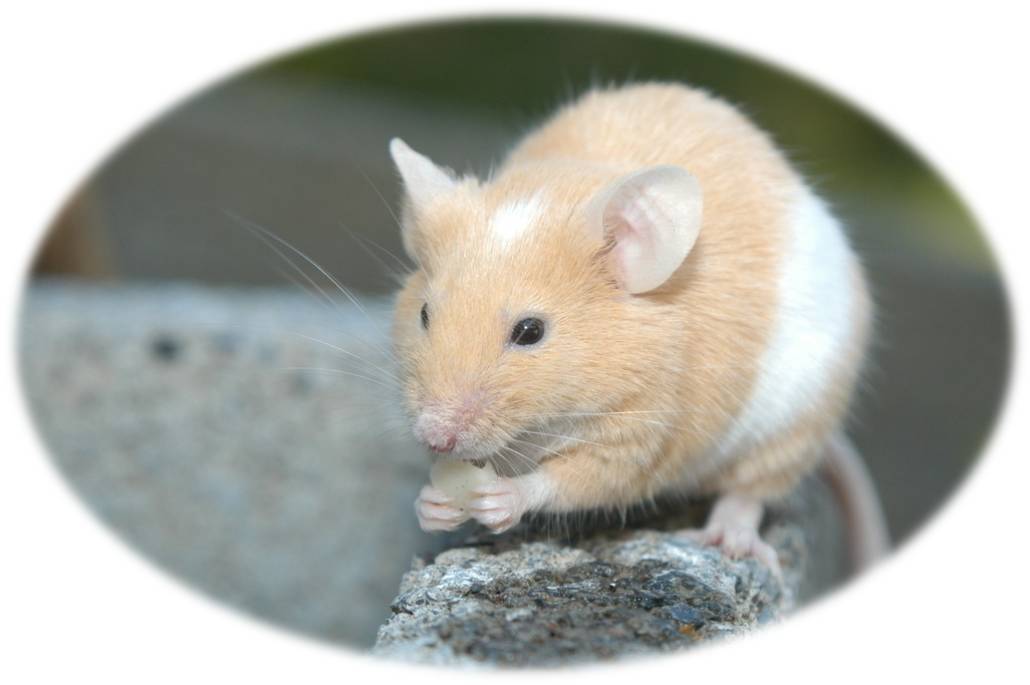 抛砖引玉猜一生肖