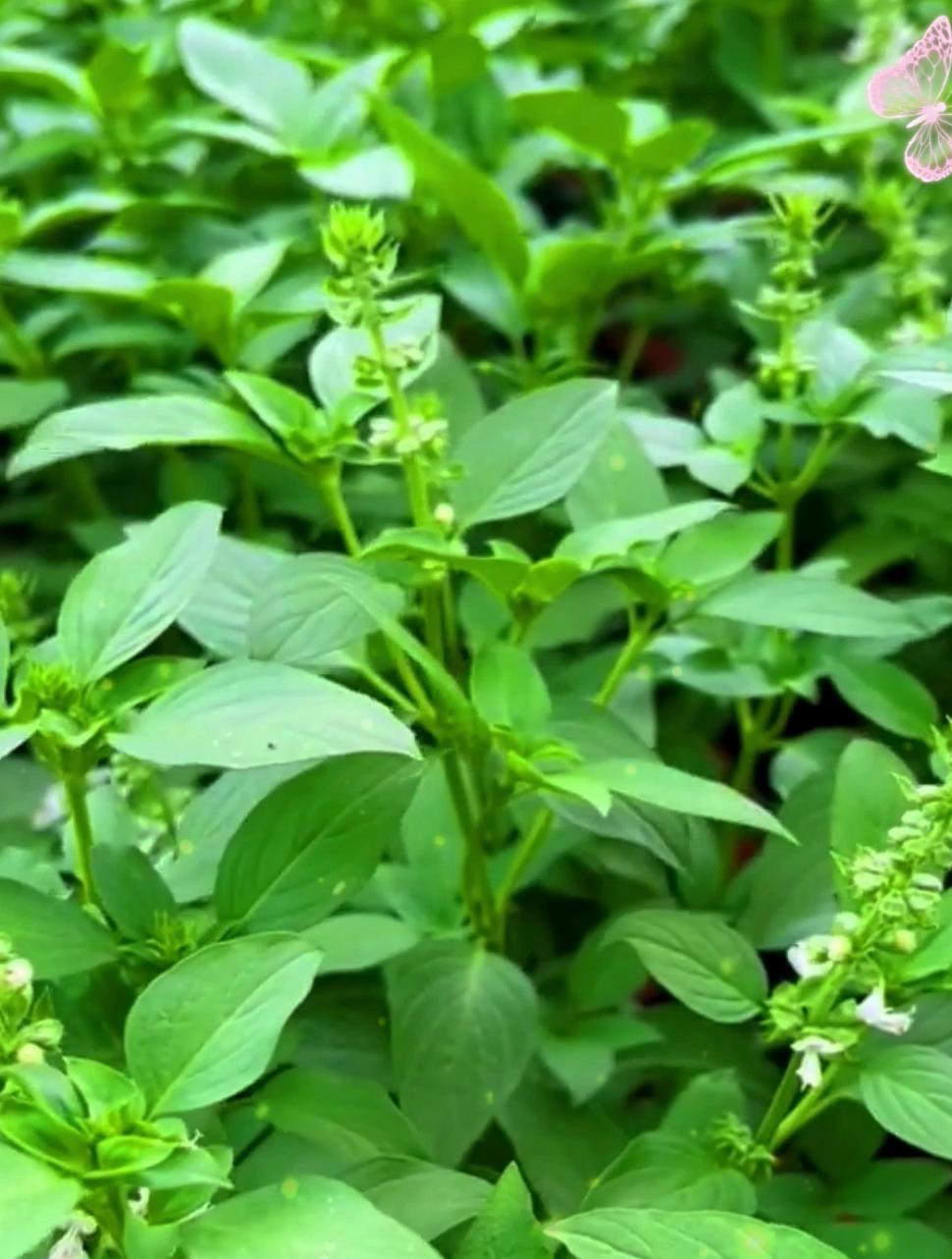 九层塔是什么菜怎么吃