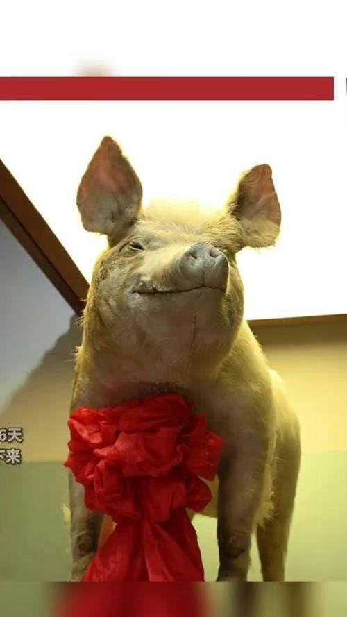 汶川坚强猪被困了多久