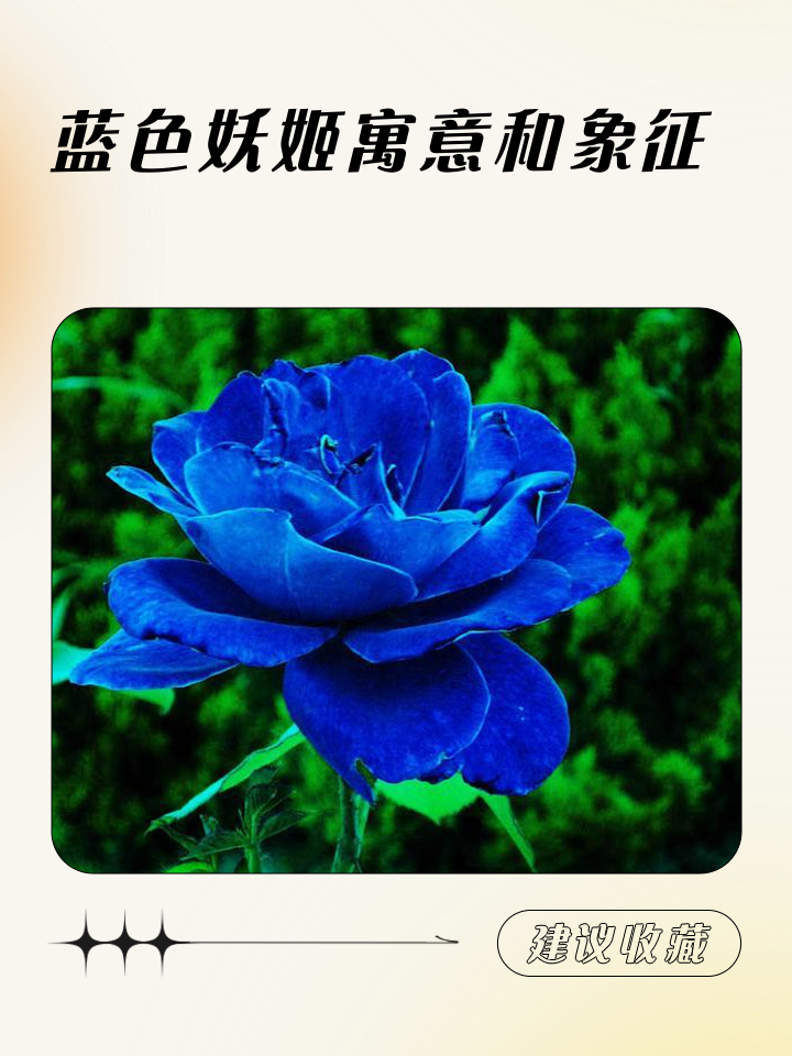 蓝色玫瑰代表什么意思和含义