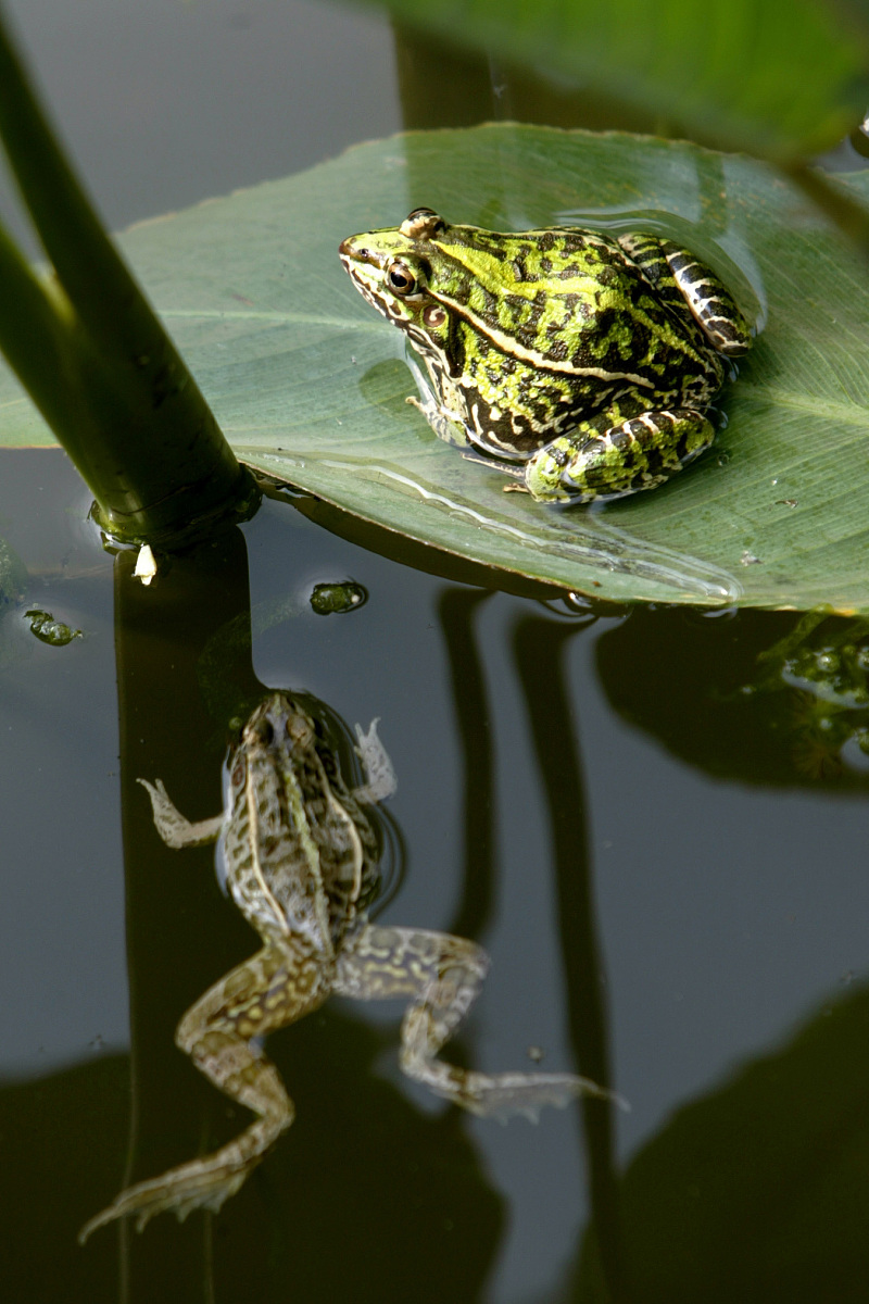 动物性食物包括