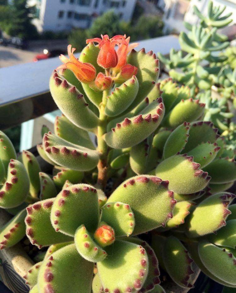 多肉开花以后到底该不该剪掉