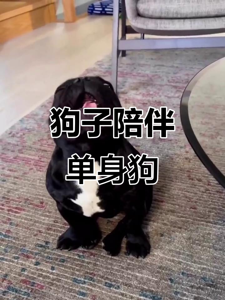 单身狗句子表达心情短语