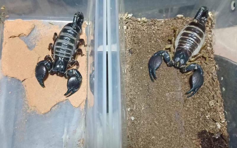 孕妇梦见蝎子是什么预兆