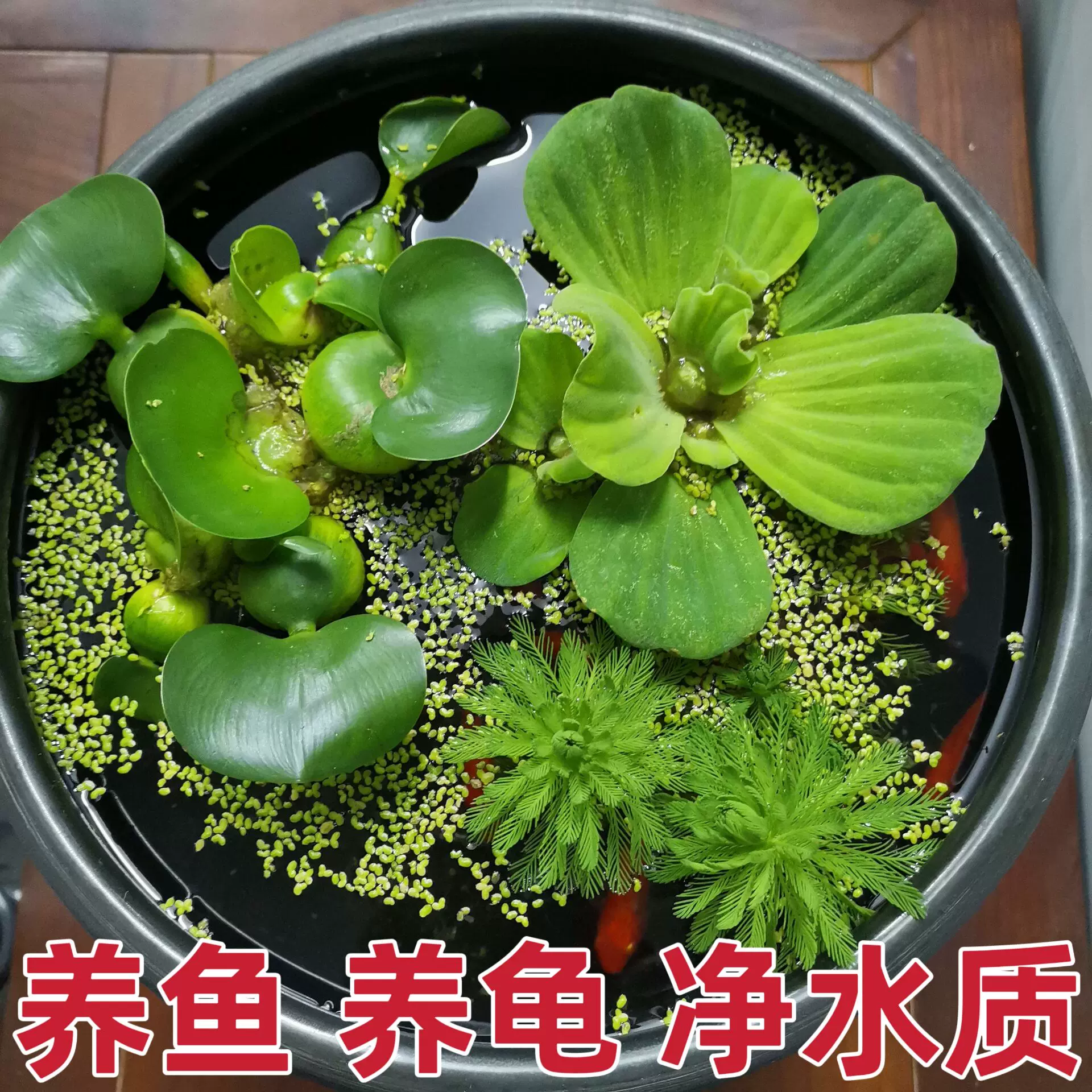 水葫芦养在鱼缸里会不会有危险