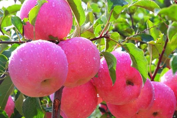 梦见苹果树上结满苹果被偷了