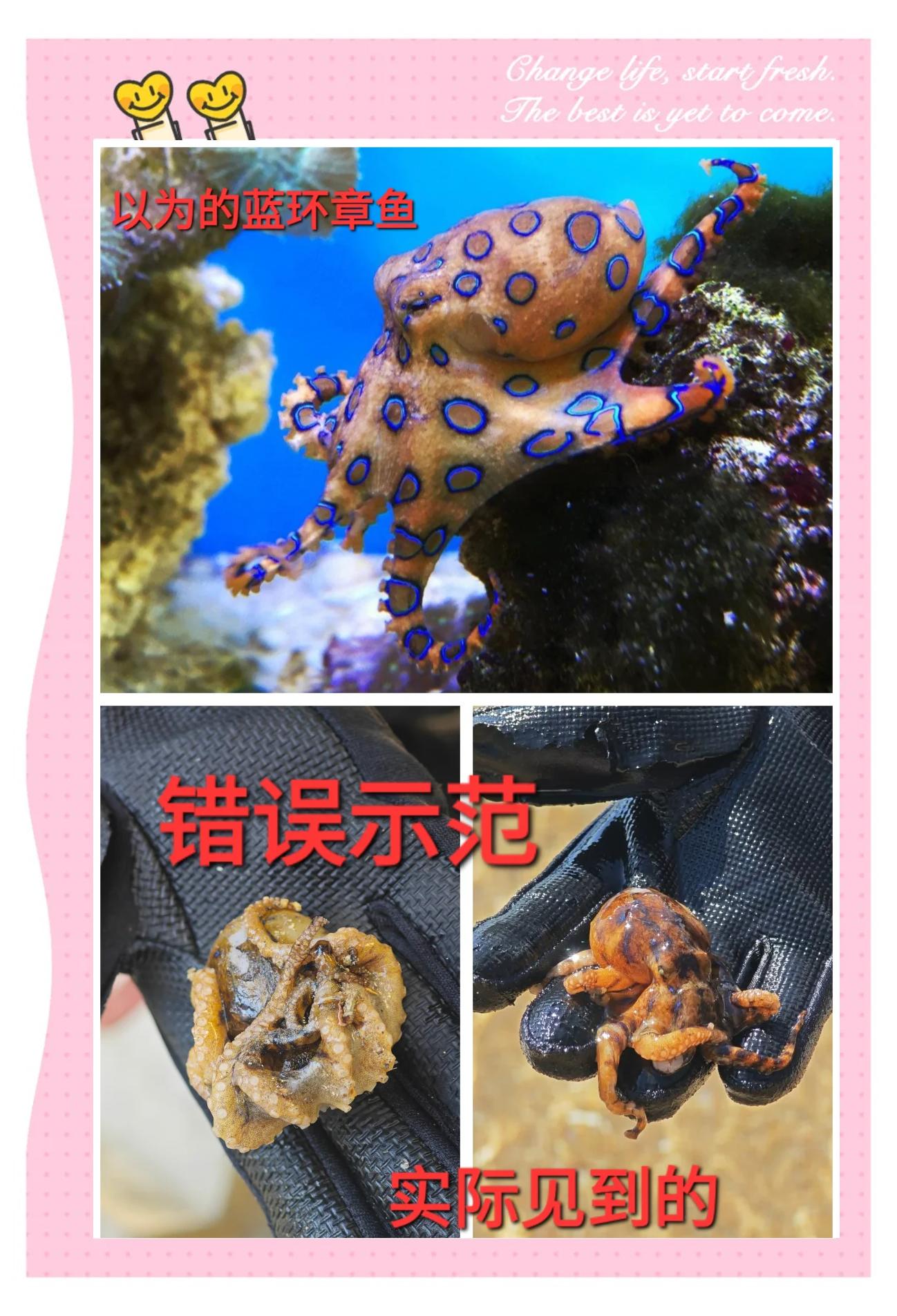 章鱼有几颗心脏分别在哪里