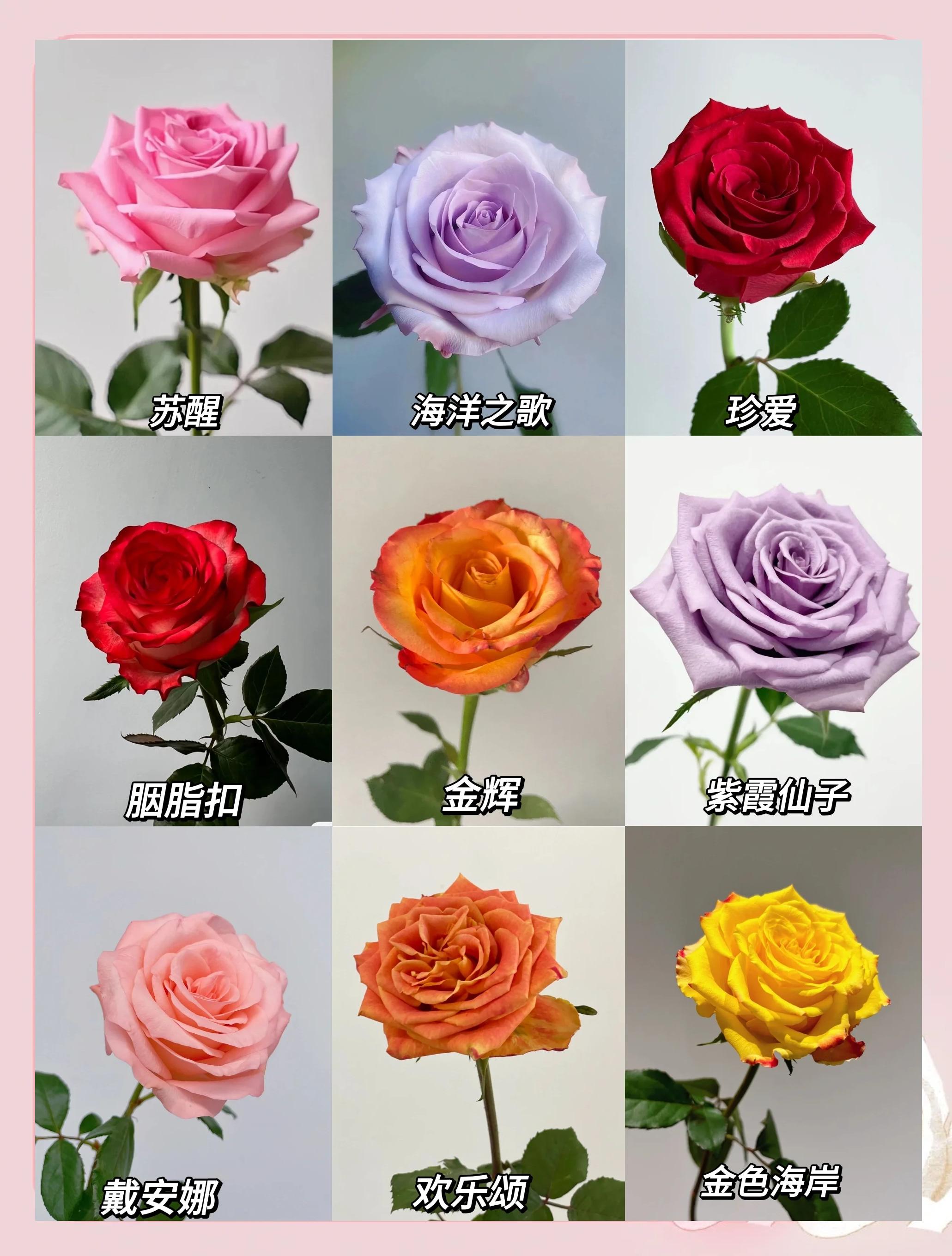 可食用玫瑰哪个品种好养