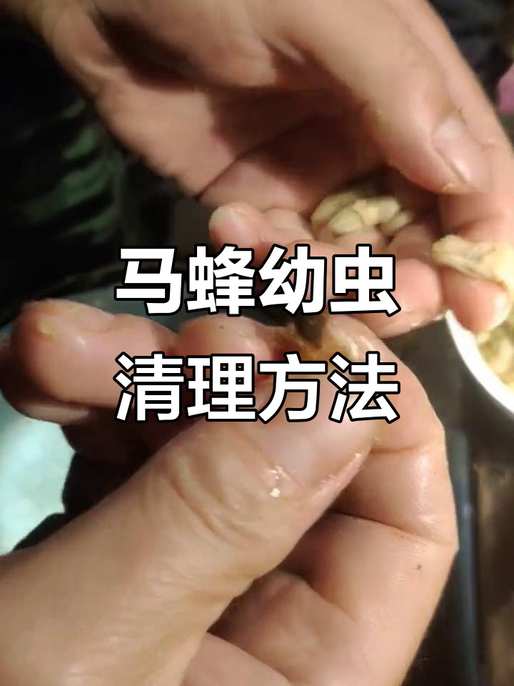 马蜂怎么驱赶,把窝投掉还建