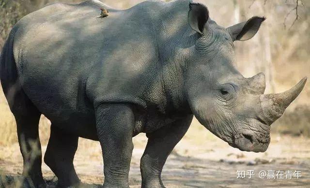 黑天鹅灰犀牛什么意思